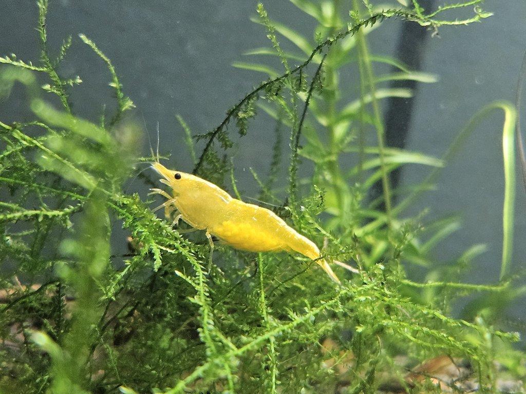 Sparťanské krevetky - nenáročné, čisté linie