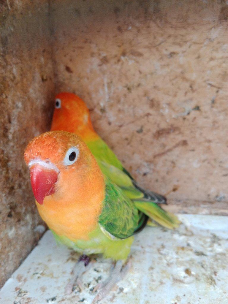 Prodám Fischer opalin