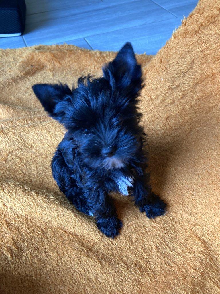 Jorkšírek  -  černé fenky s PP k odběru ihned