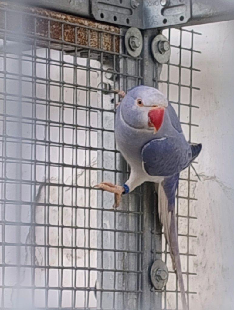 2f Violeta ho na opalin loňský samec