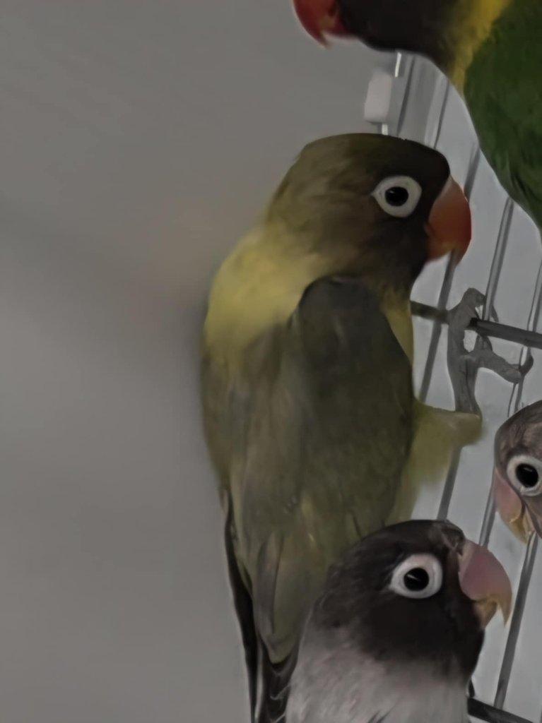 Agapornis škraboškový (Agapornis personatus)