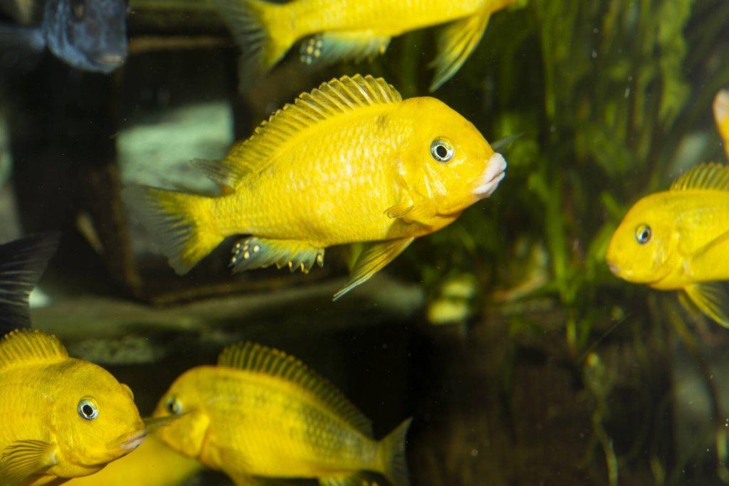 Tropheus sp. black Golden Kiriza