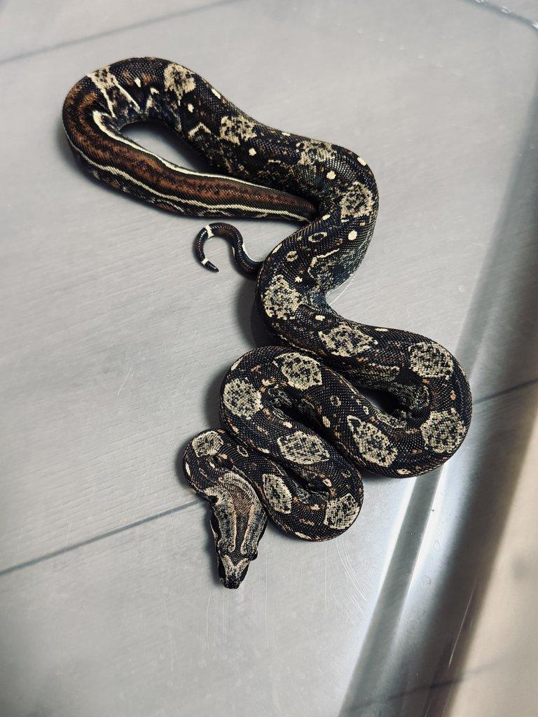 hroznys kralovsky Boa samec Hypo IMG