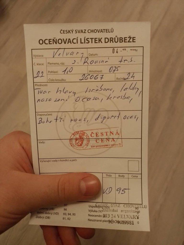 Zakrslá rousná tříbarevná