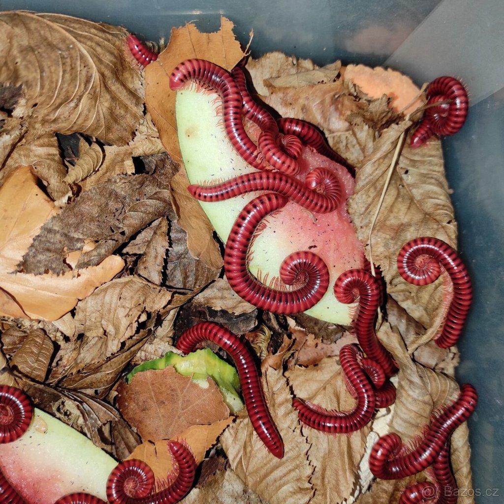 Mnohonožky - mláďata bez určeného pohlaví