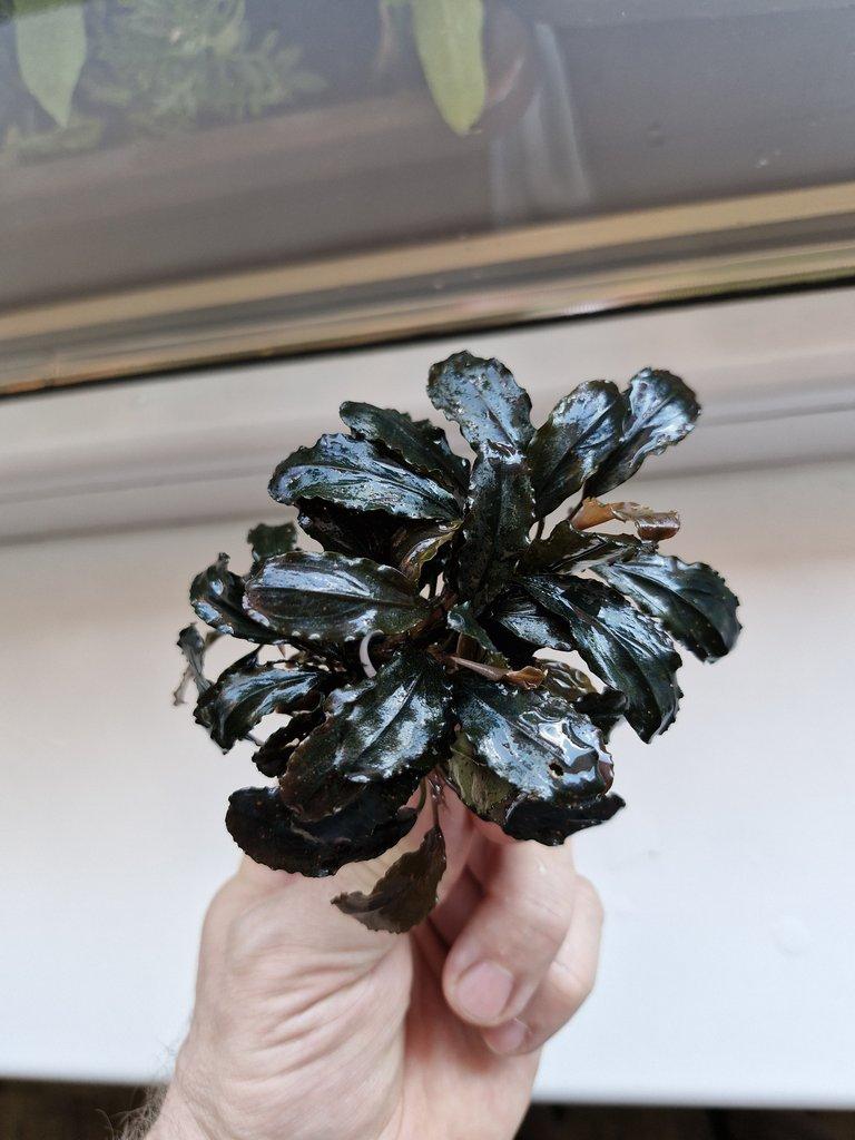 Becephalandra