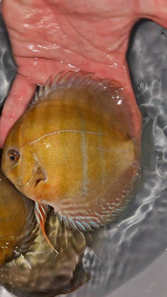 Prodej terčovců, L-sumců, skalár, rejnoků a jiných ryb