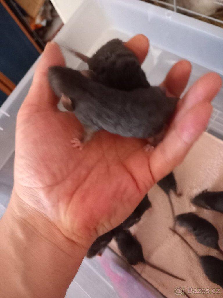 Potkan Dumbo