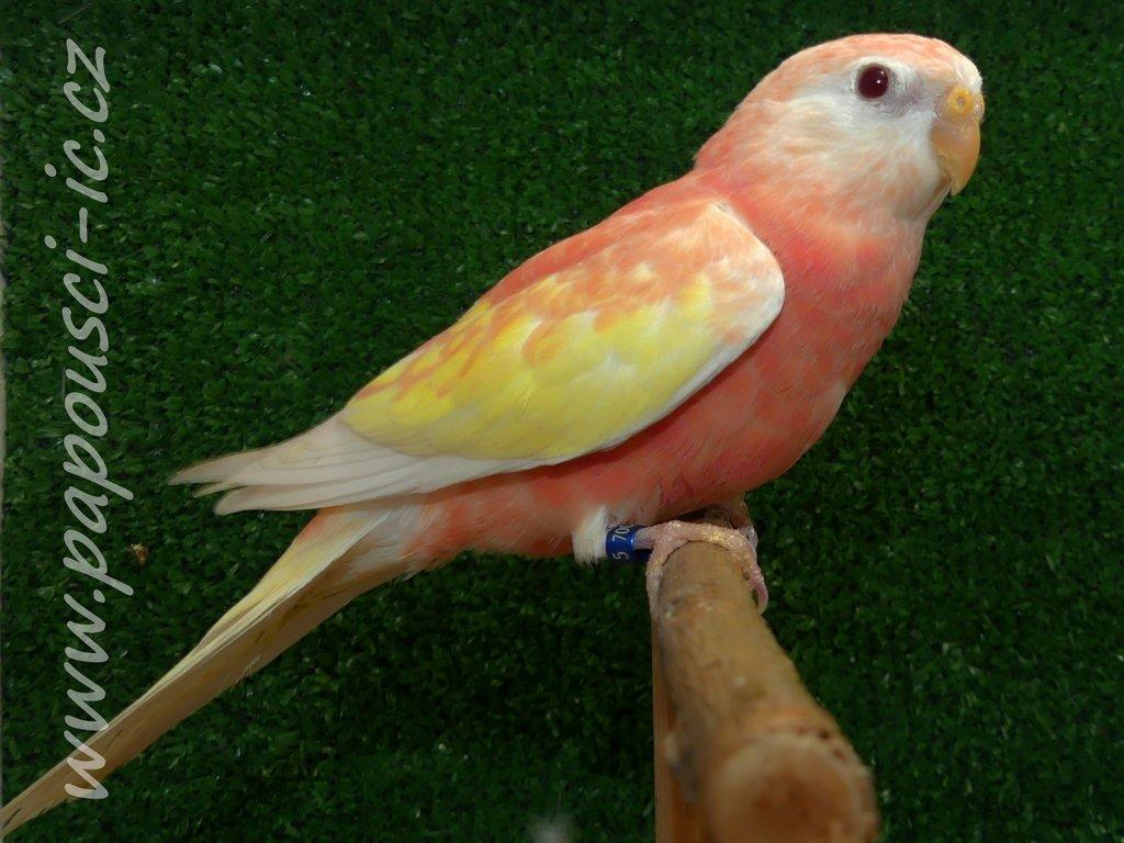 Neoféma Bourek - rubino