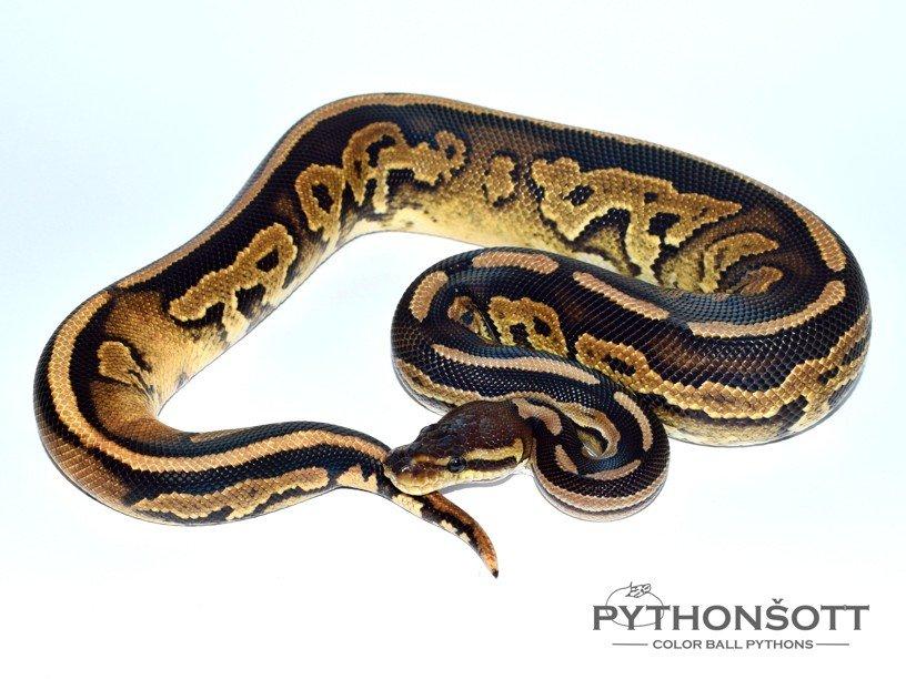 POSLEDNÍ LOŇSKÁ MLÁĎATA KRAJTY KRÁLOVSKÉ ( Python regius)