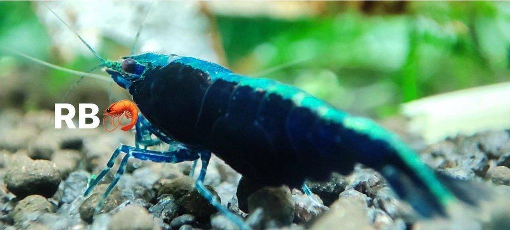 TOP PREMIUM AKVA KREVETKY Caridina a Neocaridina - Odchovy