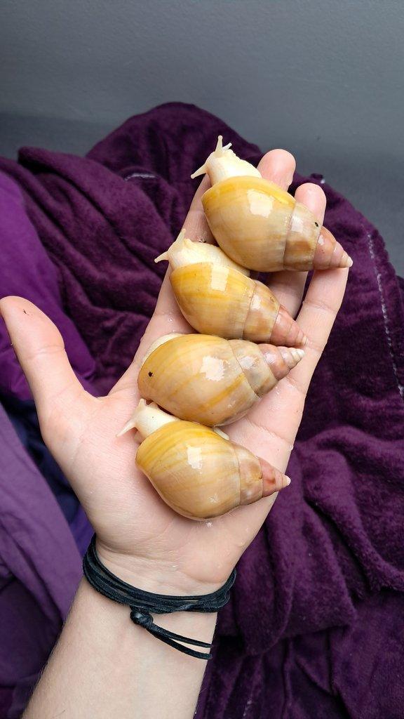 Lissachatina fulica full albino - africký šnek