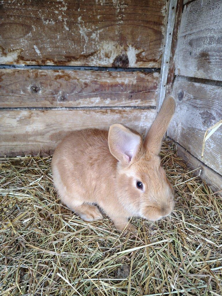 Králíci - samci
