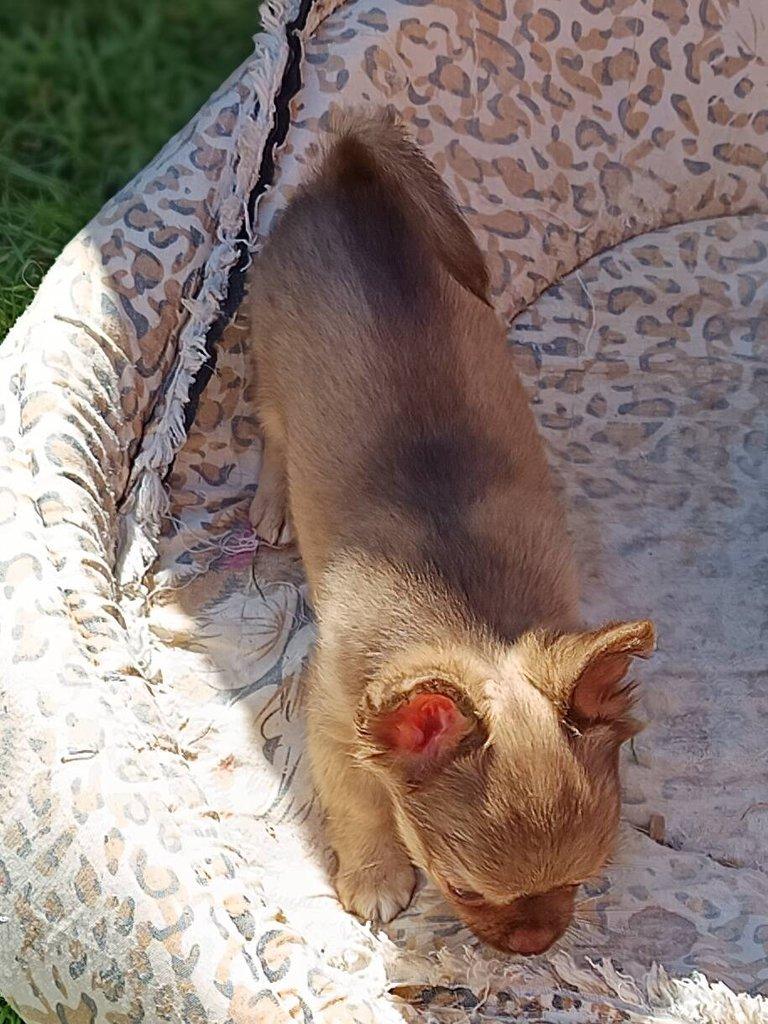 čivava dlouhosrstá s PP fenka ihned k odběru