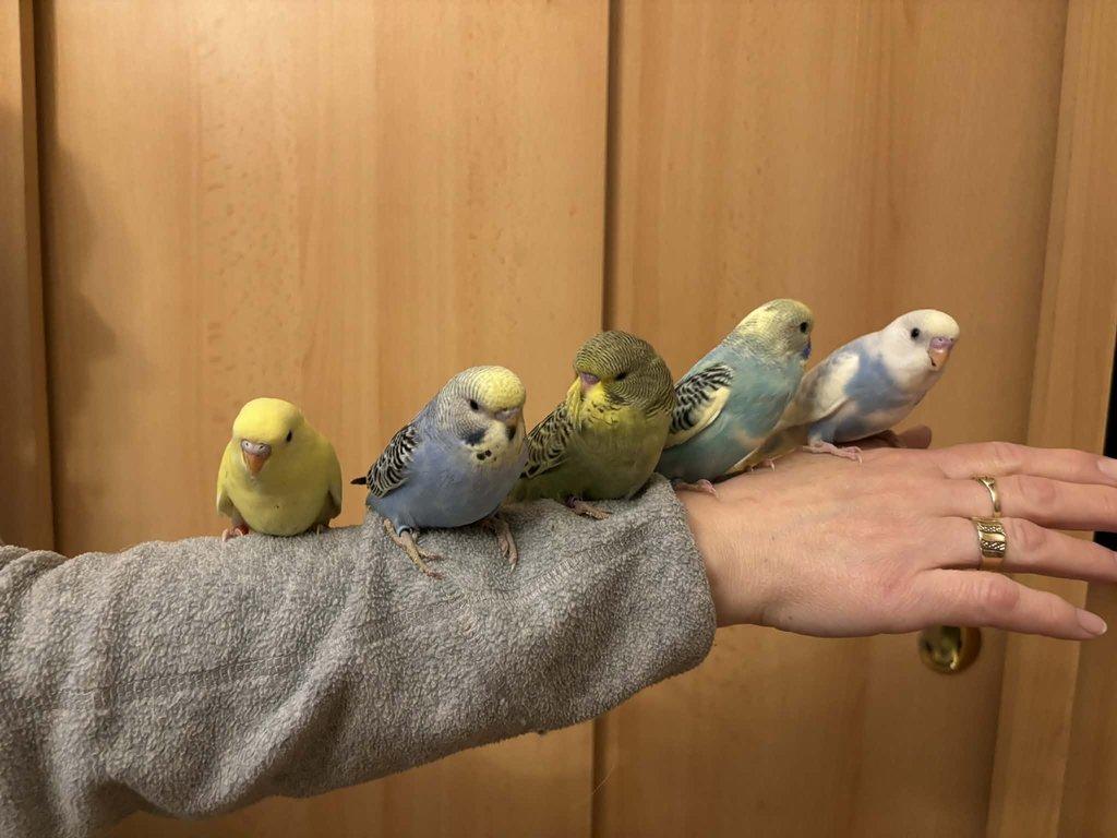 Prodám mladé andulky po vylétnutí z budky