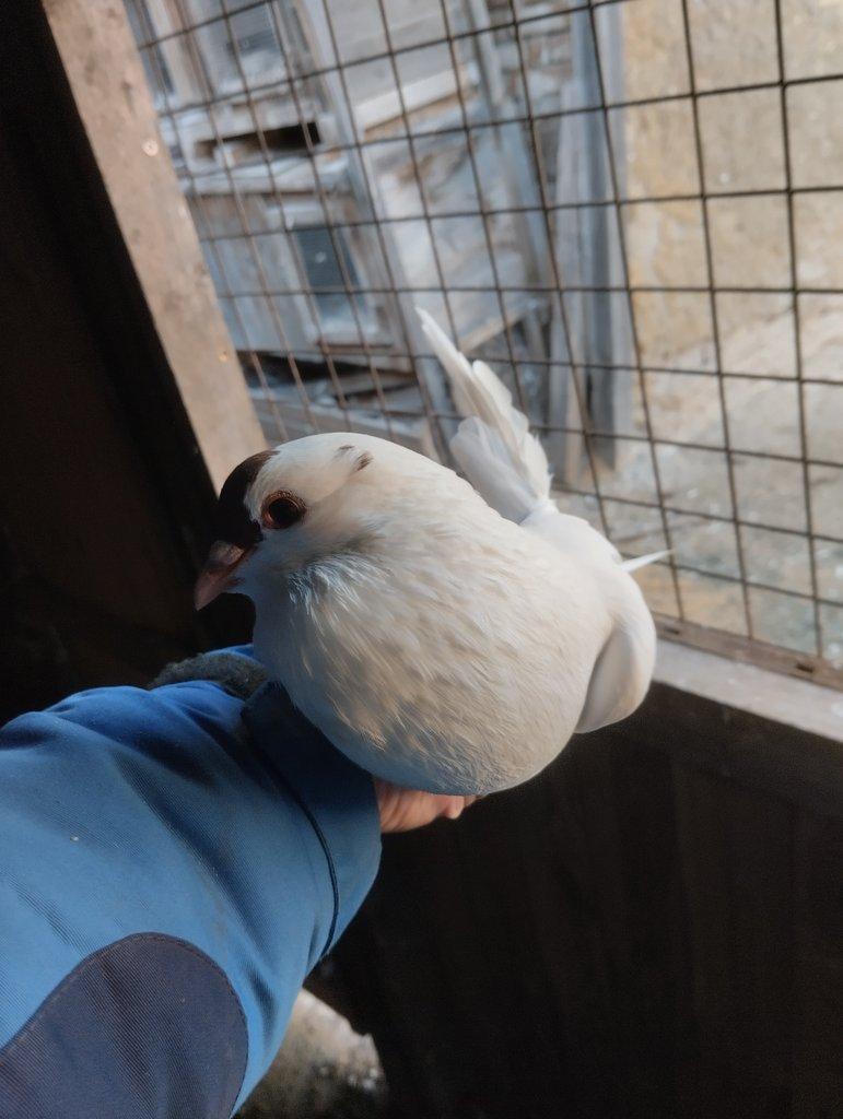 Prodám České stávaky