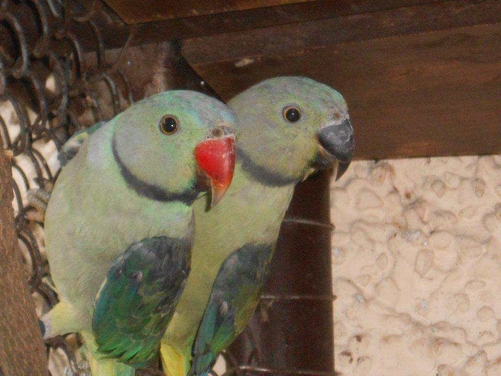 Alexandr šedý columboides