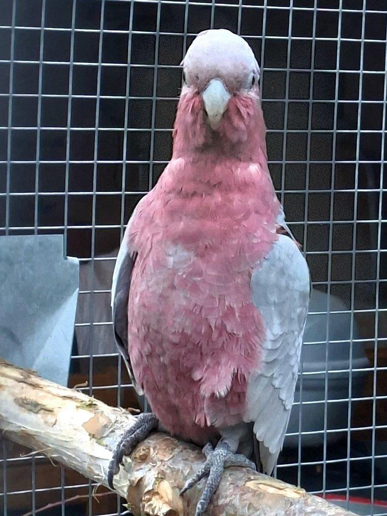 Kakadu ruzovy štépak