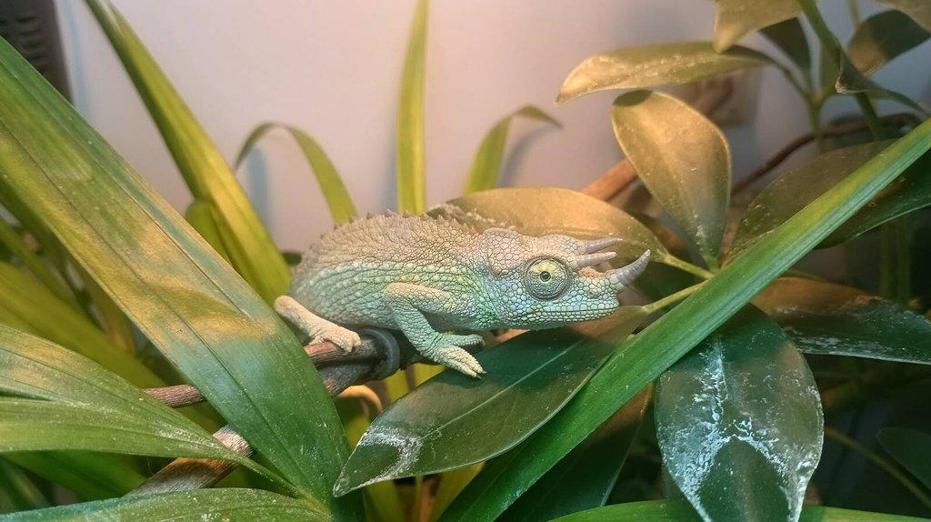 Trioceros jacksonii xantholophus