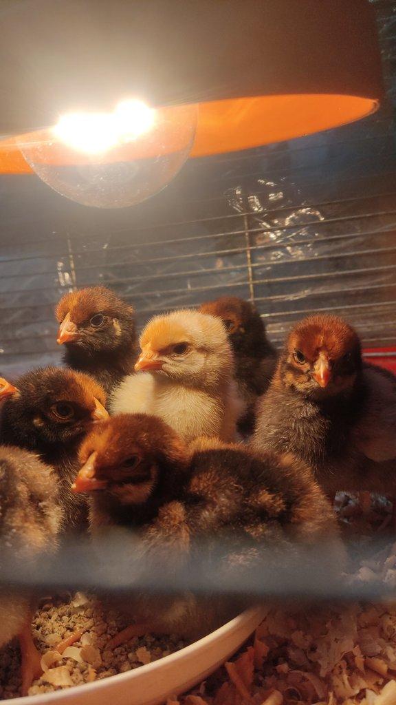 Kuřata wyandotek