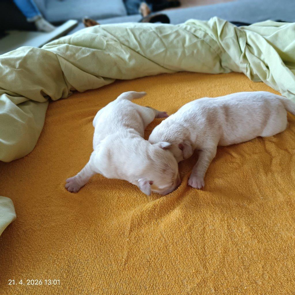 Labradorský retrívr štěňe s PP - holky i kluci