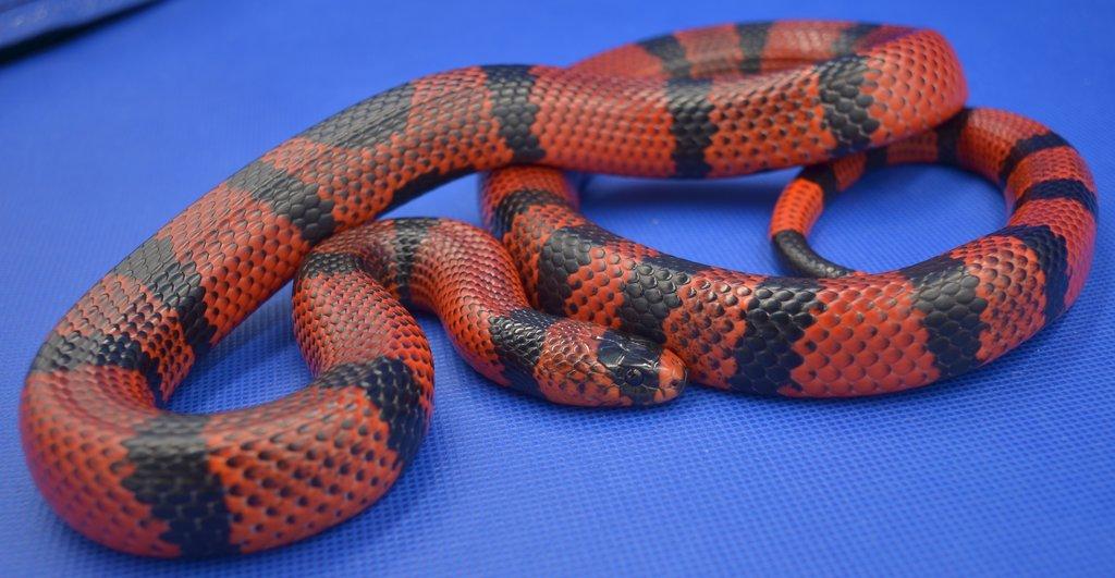 Korálovka honduraská (Lampropeltis abnorma loc. „Hondurensis”) Tangerine „High Red”