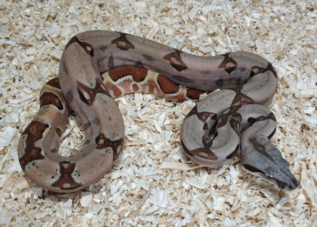 Boa imperator- Sharp Sunglow 66% het Sterling,Hypo Sterling