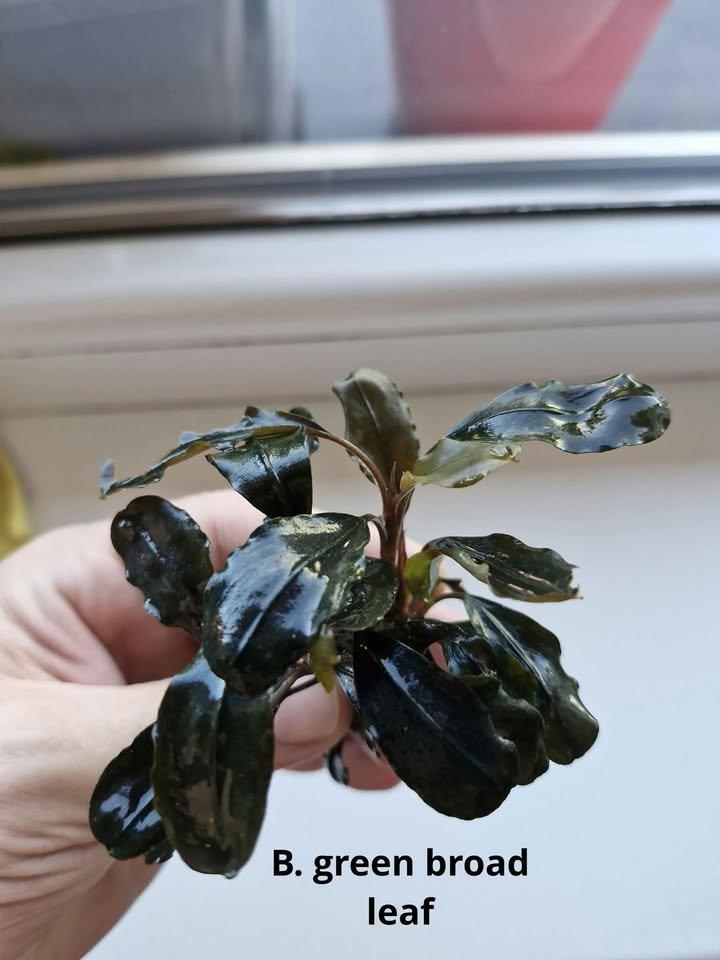 Becephalandra Dark blue,sp Red,Green broad leaf