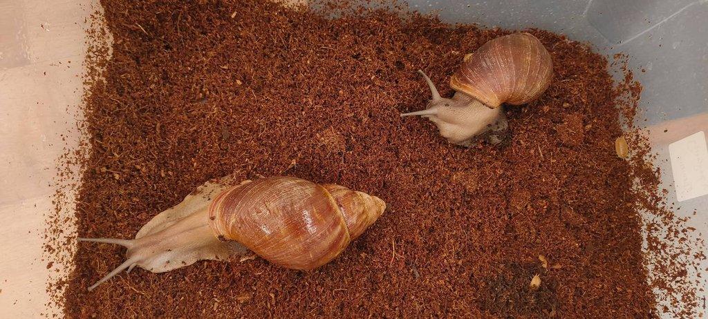 Archachatina Puylaerti Benin