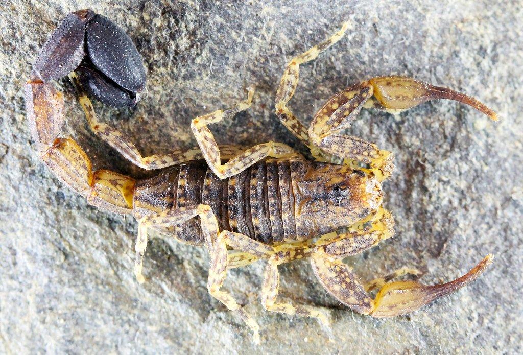 Tityus guane , Tityus ecuadorensis