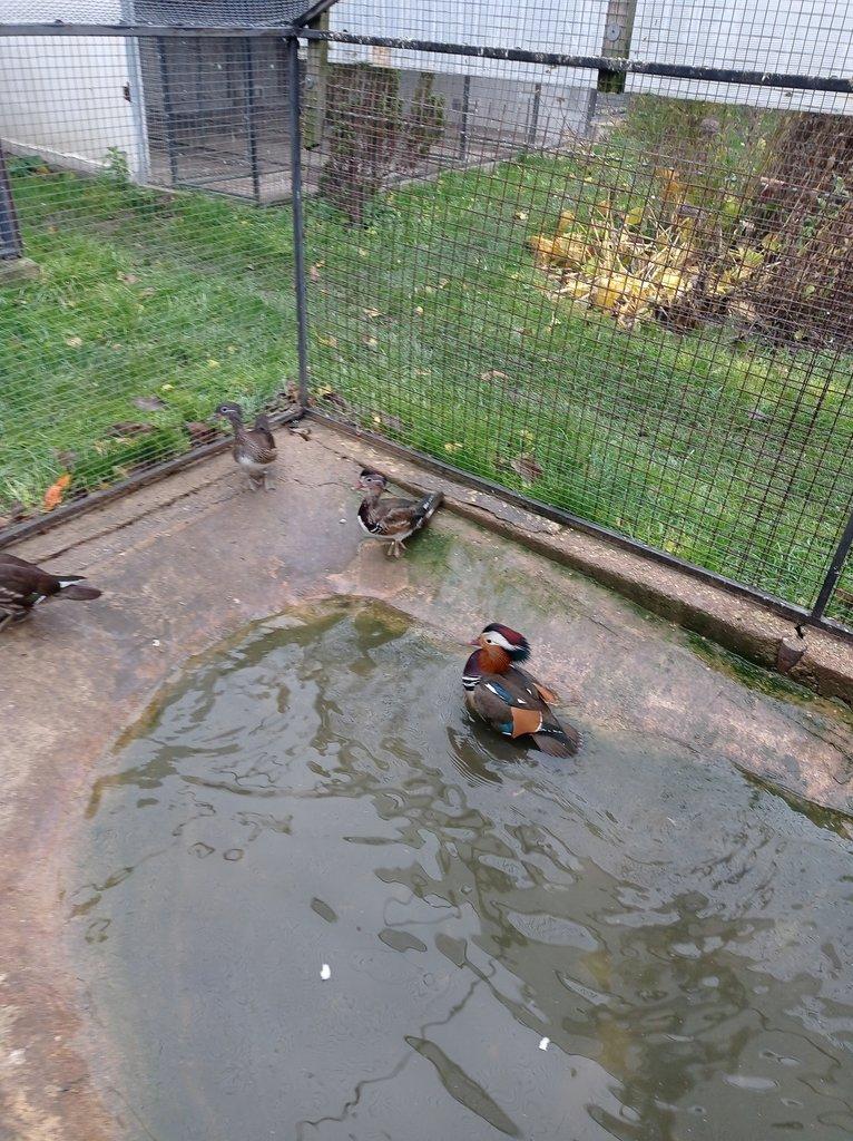 Kačenka mandarínska