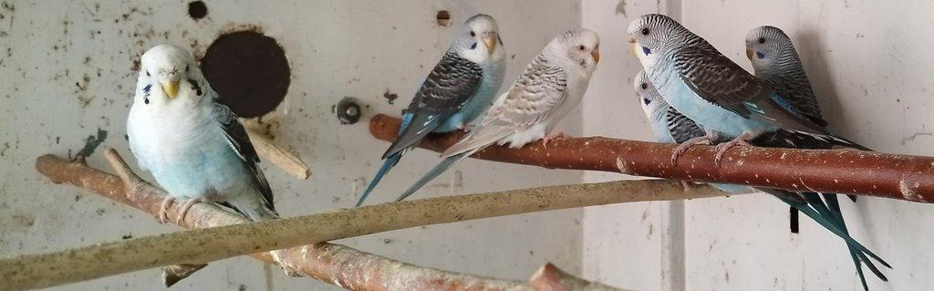 Andulky BLACKWING 2025