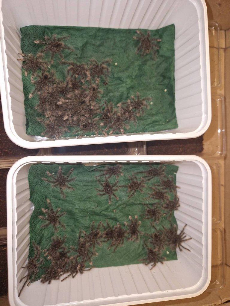 Theraphosa stirmi