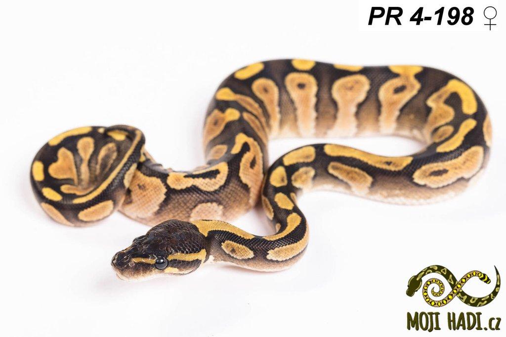 Krajta královská - Python regius