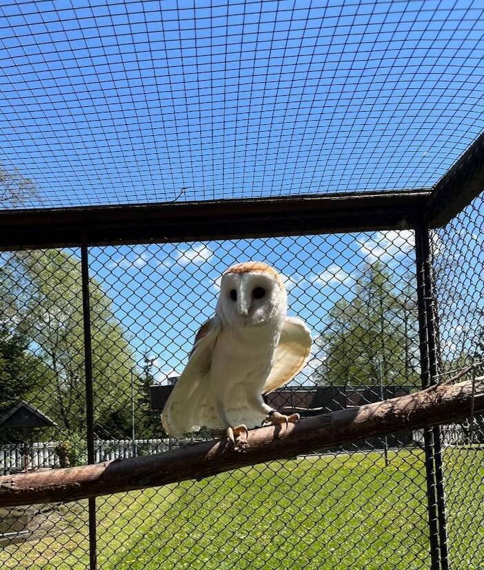 Sova pálená - bílá forma (Tyto alba)