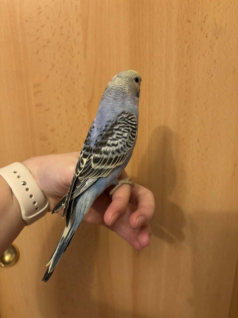 Prodám mladé andulky po vylétnutí z budky