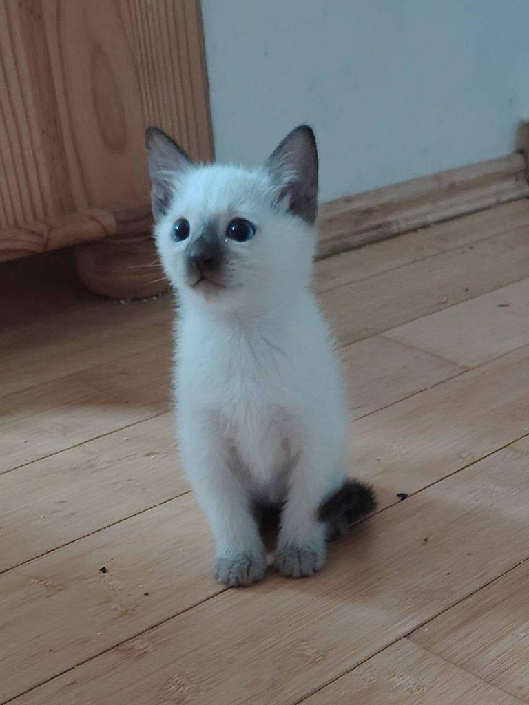 Thajská kočka - kočička k odběru