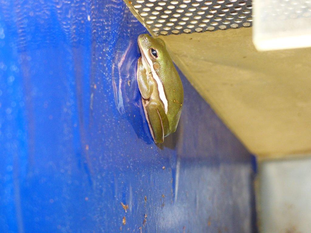 Rosnička karolínská (Hyla cinerea)