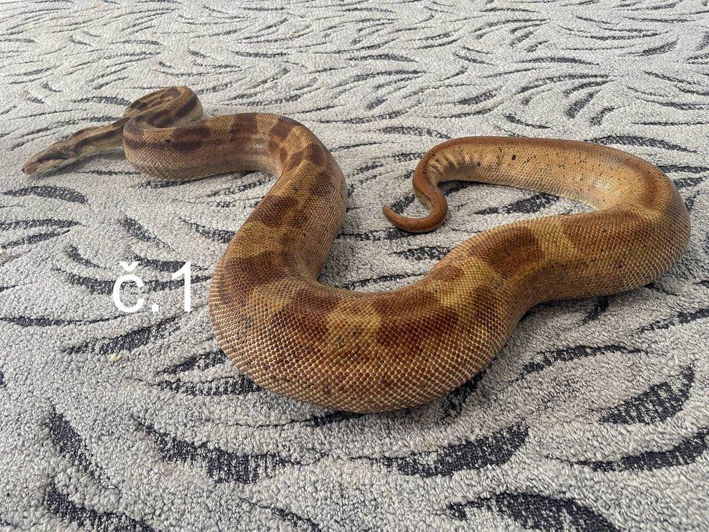 Boa constrictor - Hroznýš královský