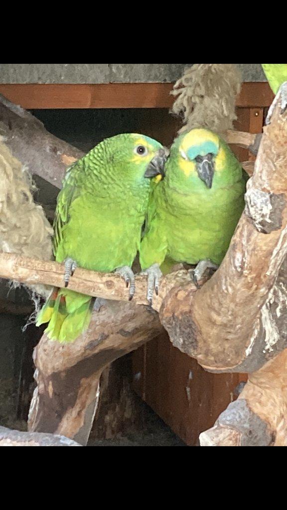 Amazoňan modročelý