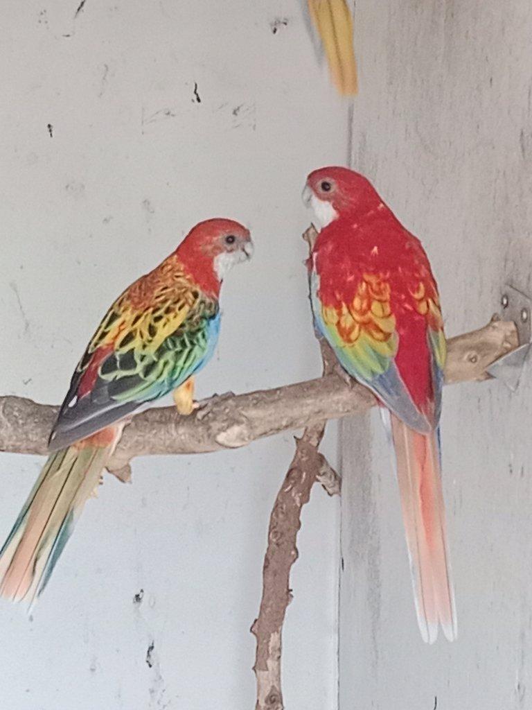 Prodám  mutační rosely