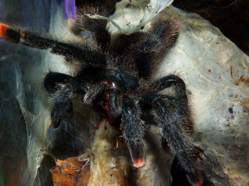 Avicularia metallica