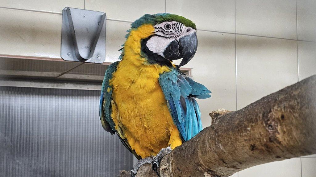 Ara ararauna 1,0 (2024) pod rodiči