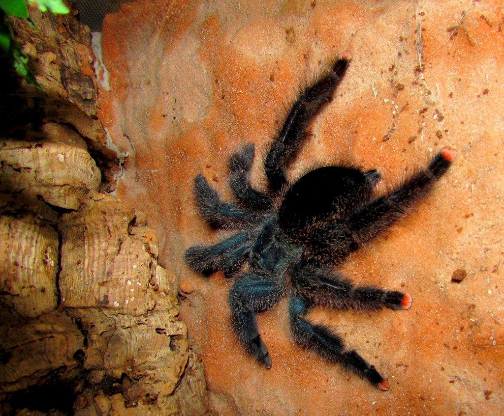 Avicularia - samičky - Živá exotika 10.5.,stůl J05