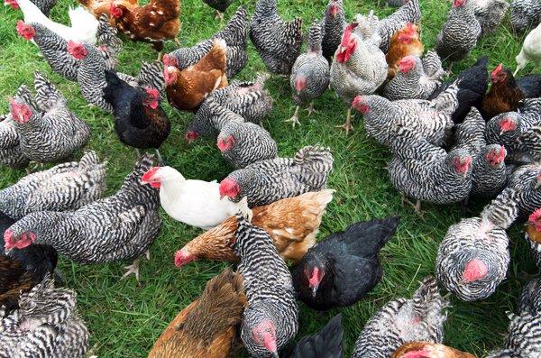 Slepice Kuřice Nosnice Dominanty 18 týdnů staré