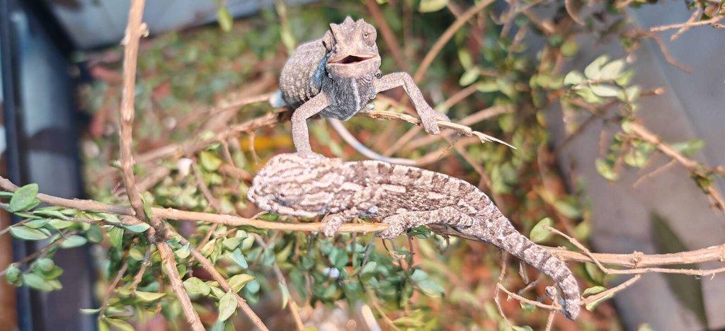 Chameleon Obecný - Chamaeleo Chamaeleon exkluzivní odchov.