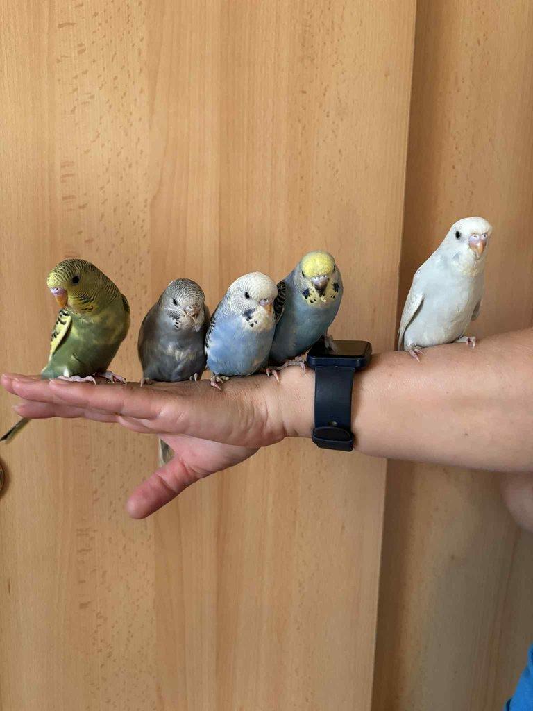 Prodám mladé andulky po vylétnutí z budky