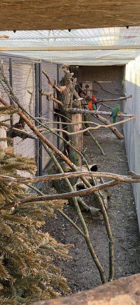 Papoušek královský 0.1 chovná samice 10let+