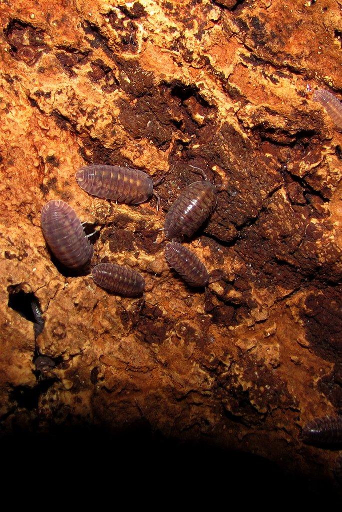 Isopody  - hobby,do terárií i krmné,chovné boxy,krmení - Živá exotika 6.9.,stůl J05