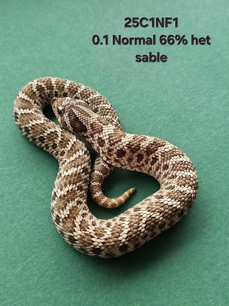Snakes for Ostrava FaunaThry in June